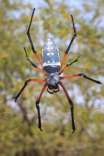 Réf. 277 569 : Trichonephila sumptuosa